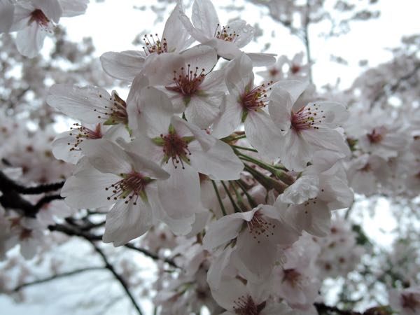 偕楽園の桜